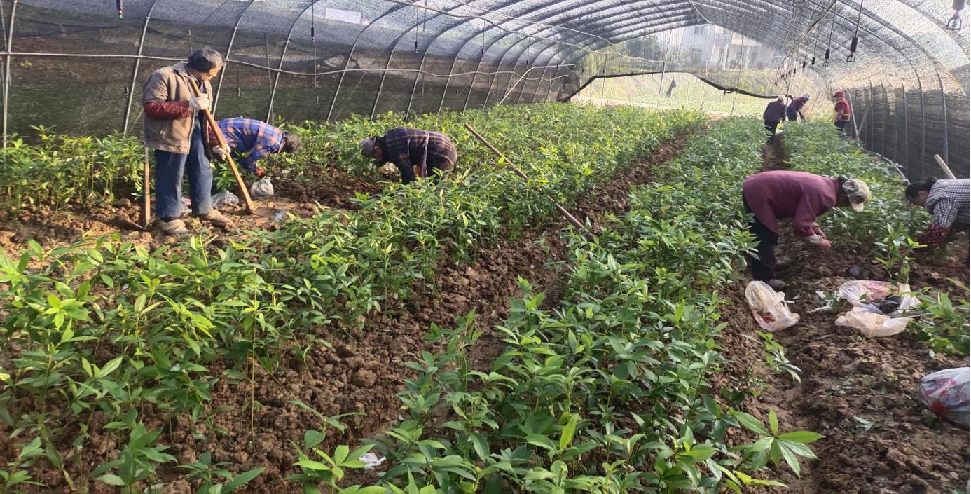 巴中兩山生態資源資產經營有限公司完成楨楠育苗基地建設